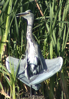 Blauwereiger240903